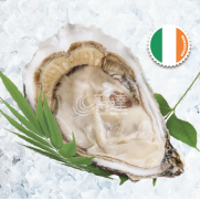 Ireland Majestic No.2 (愛爾蘭 Majestic No.2)