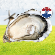  【寶達獨家】荷蘭特級Premier 1880 生蠔 No.2