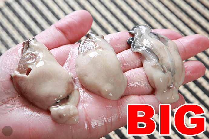 cc205-50.png cc205-50.png