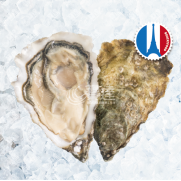  法國 St. Vaast 聖雅斯蠔 No.2